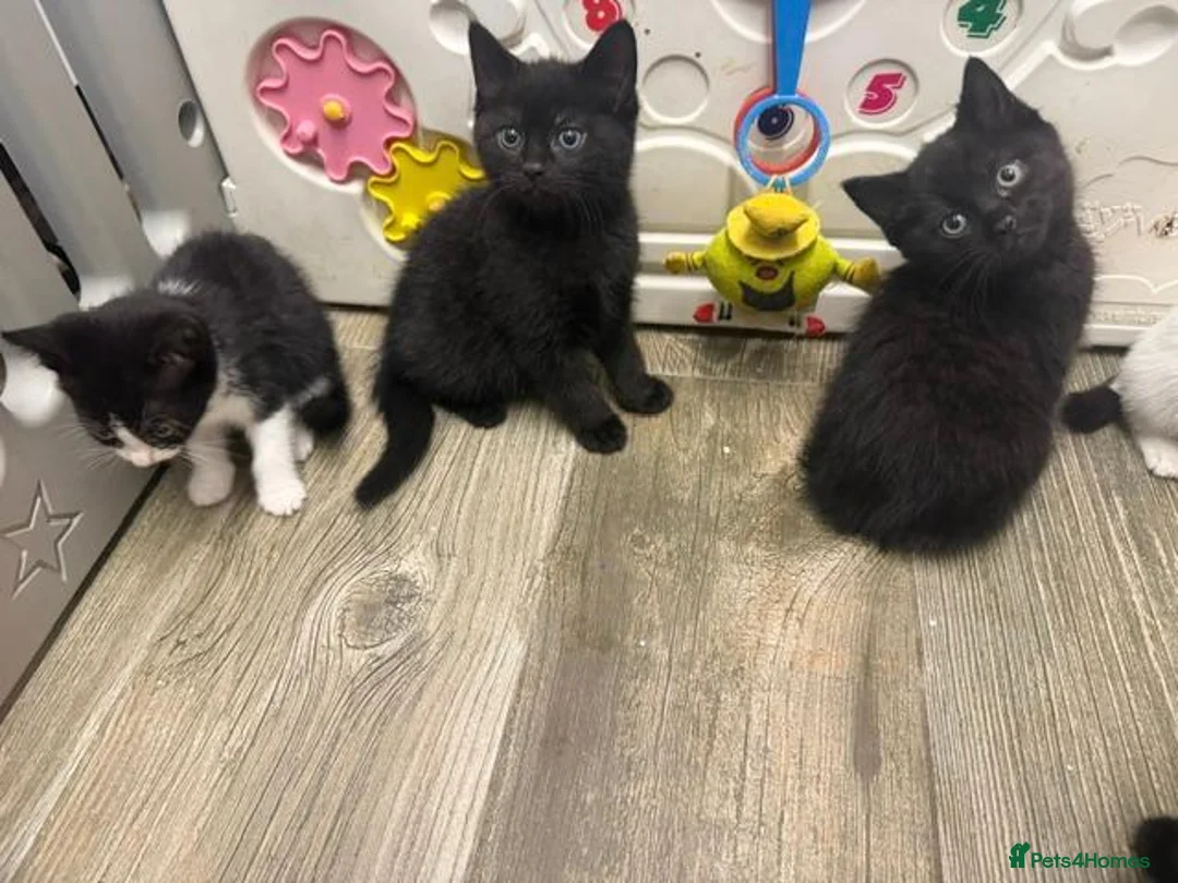Domestic Shorthair cats for sale: Stunning kittens availble in High Wycombe - Advert 1