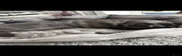 Persian cats for sale: Gorgeous Persians kittens  - Advert 31