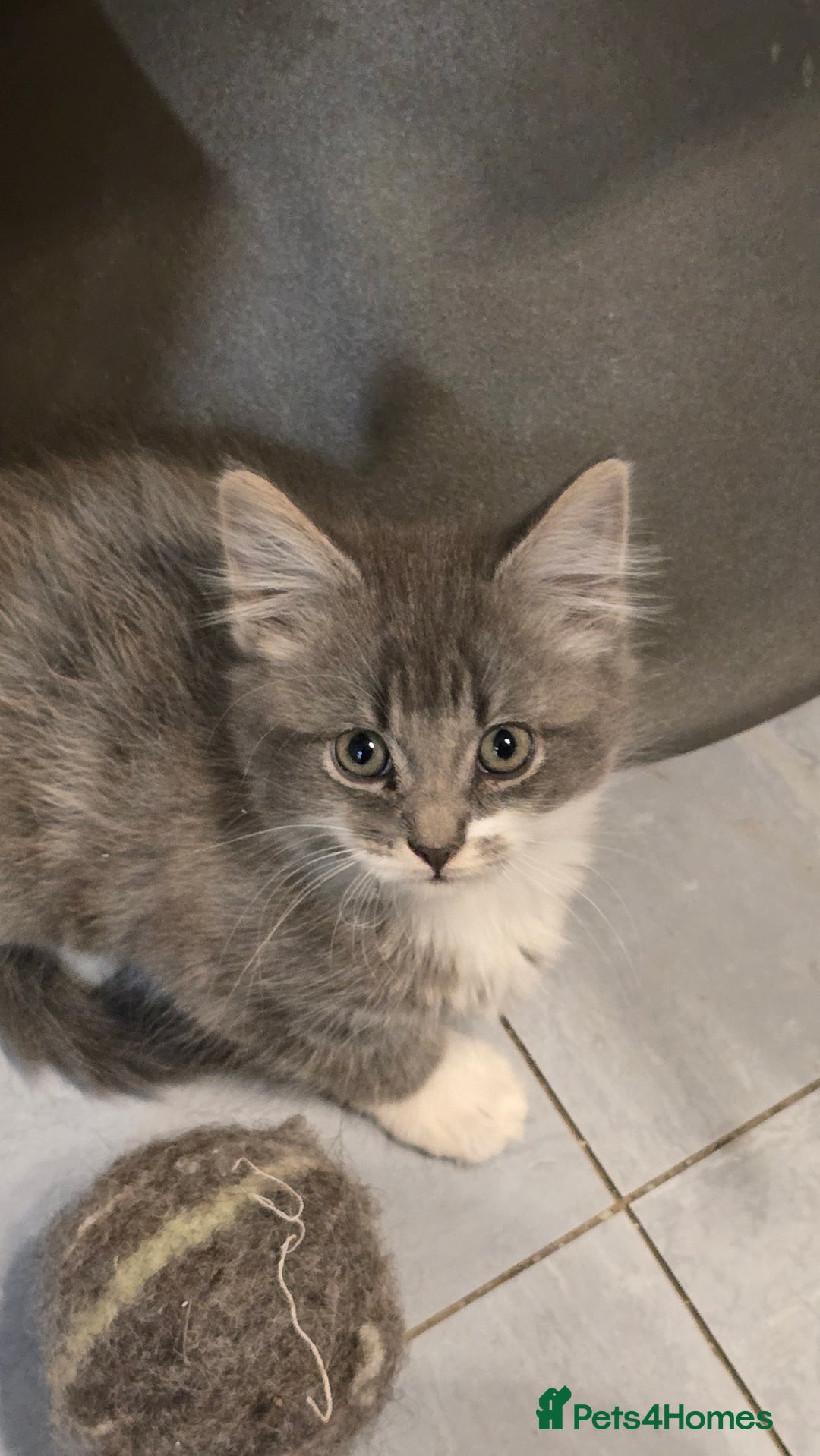 British Longhair cats for sale: Fluffy and Beautiful Kittens Seeking Forever Homes - Advert 5