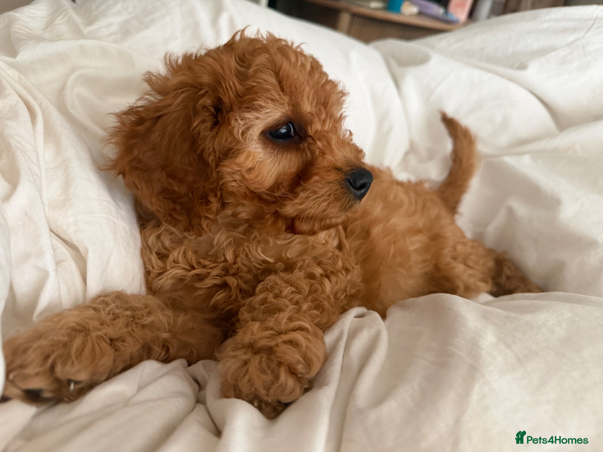 Cavapoo dogs  EXTRA TINY & CURLY female F2 toy cavapoo puppies - Advert 14