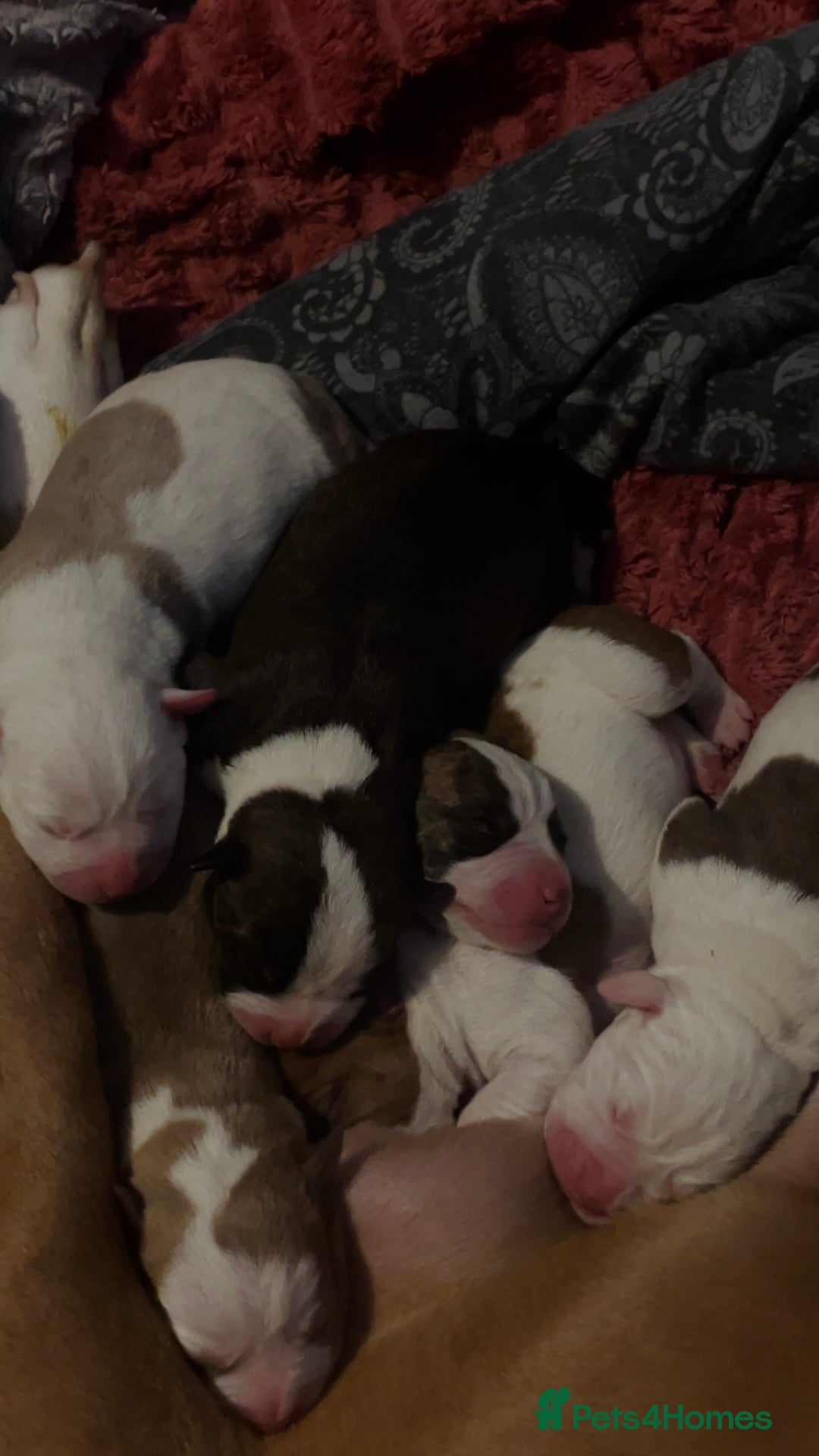 Mixed Breed dogs for sale: American Bulldog x Staffordshire Terrier puppies - Advert 6