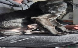 Mixed Breed dogs for sale: Mastiff x rottweiler  - Image 6