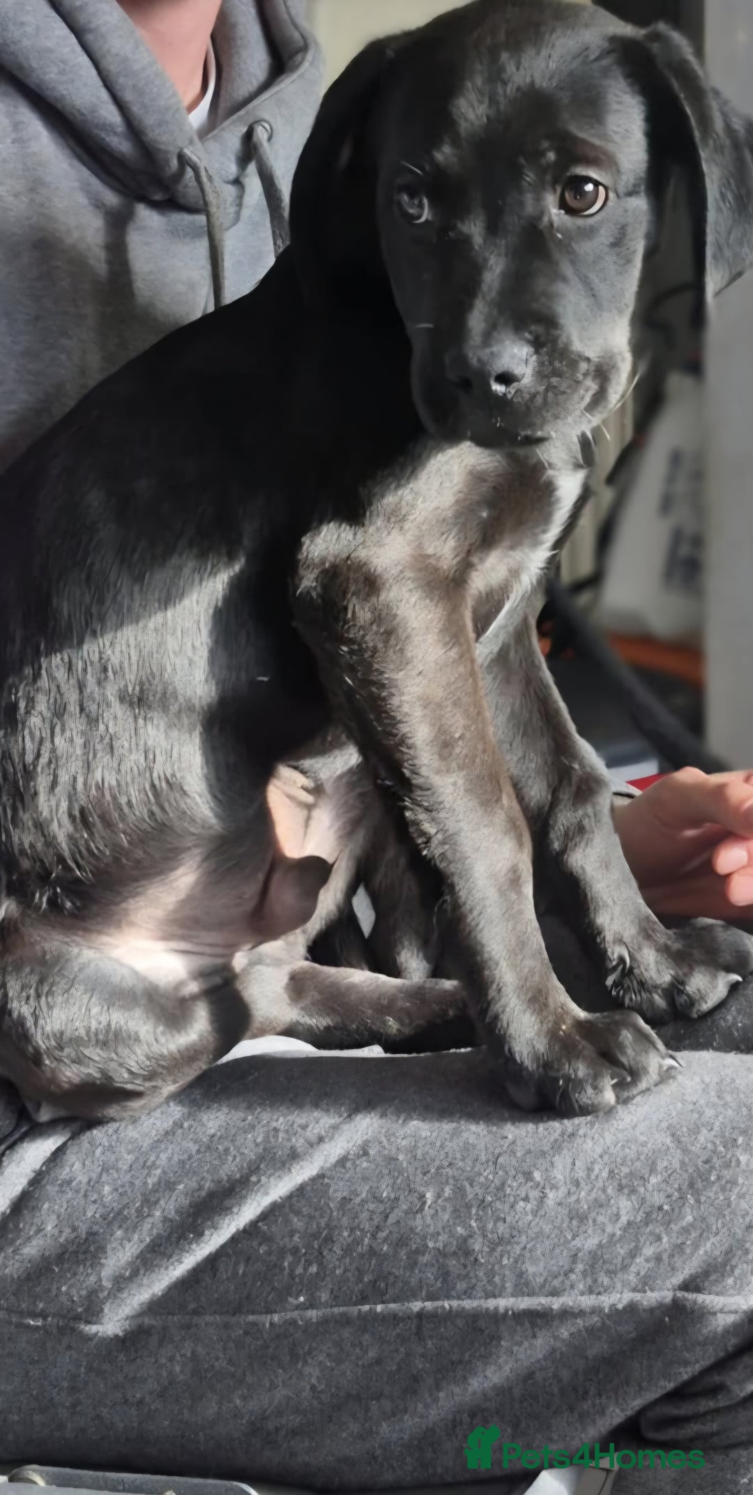 Mixed Breed dogs for sale: Mastiff x rottweiler  - Image 6