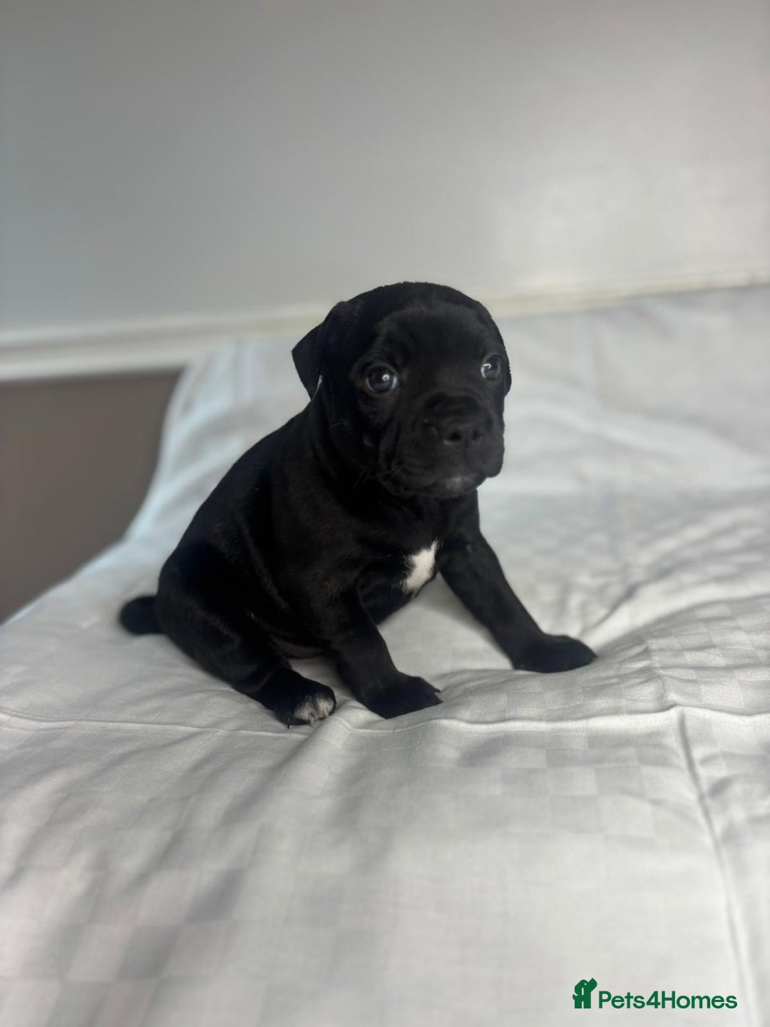 Staffordshire Bull Terrier dogs for sale: CHAMPION OF CHAMPIONS  - Advert 7