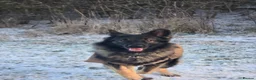 German Shepherd dogs for stud: 2year old Male for stud  - Advert 11