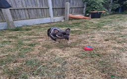 French Bulldog dogs for sale: French bulldog Teddy needs a new home - Image 4