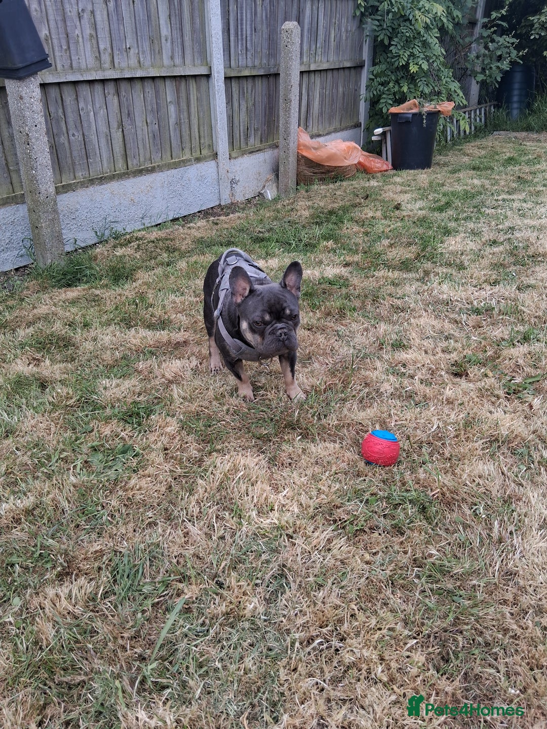 French Bulldog dogs for sale: French bulldog Teddy needs a new home - Image 4
