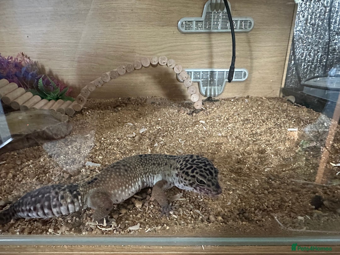 Leopard Gecko reptiles for sale: Beautiful, friendly leopard gecko and full set us - Advert 4