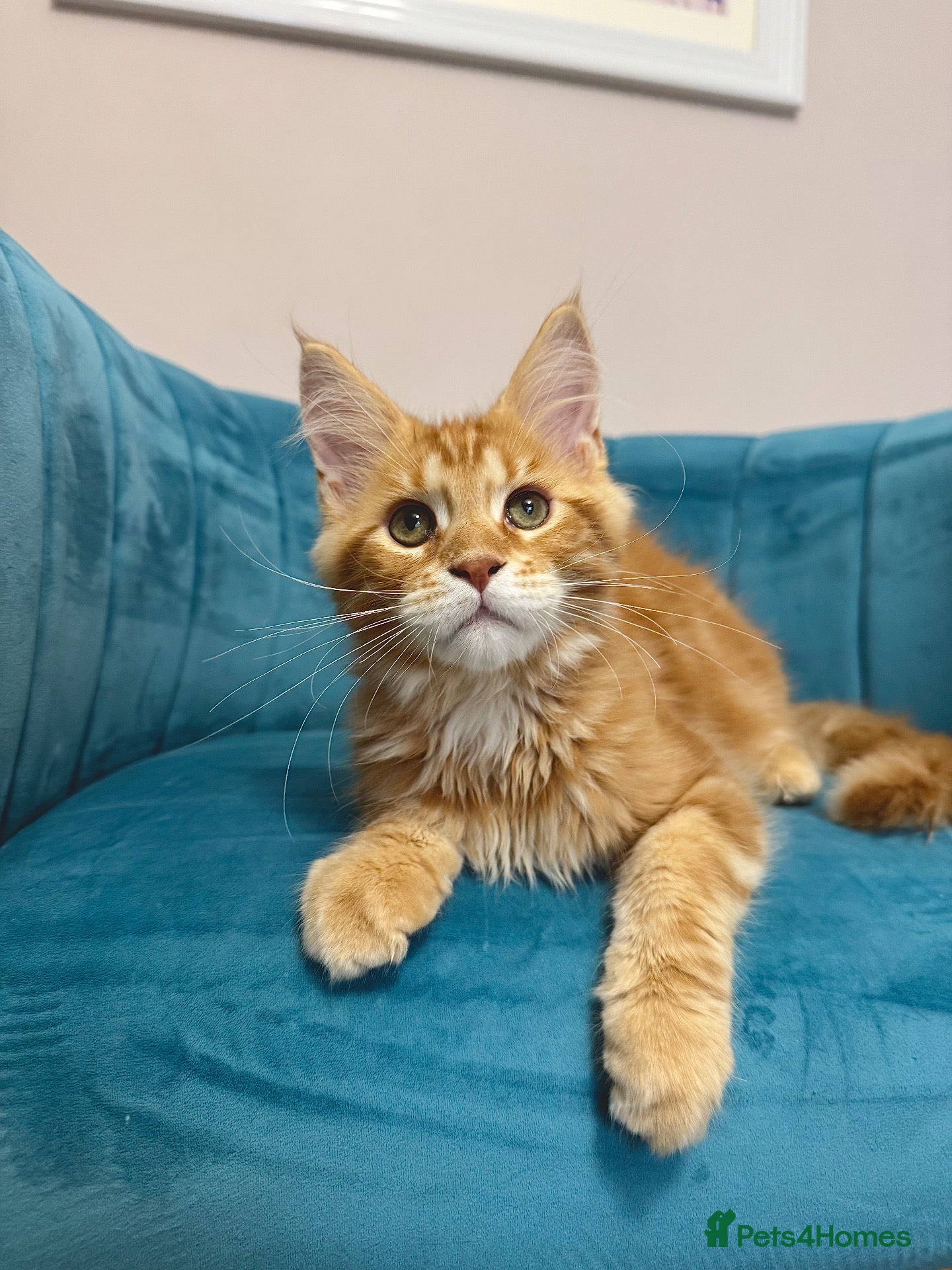 Maine Coon cats for sale: TICA Pedigree Registered Maine Coon Kittens - Advert 1