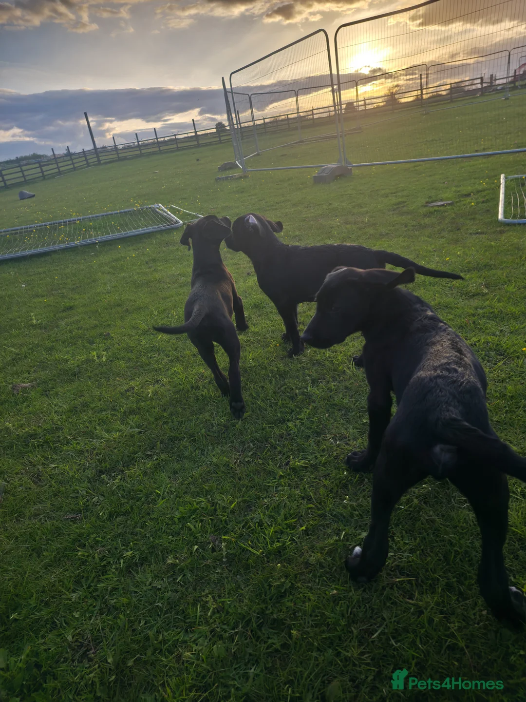 Mixed Breed dogs for sale: Stunning Black Pionter Cross - Advert 16