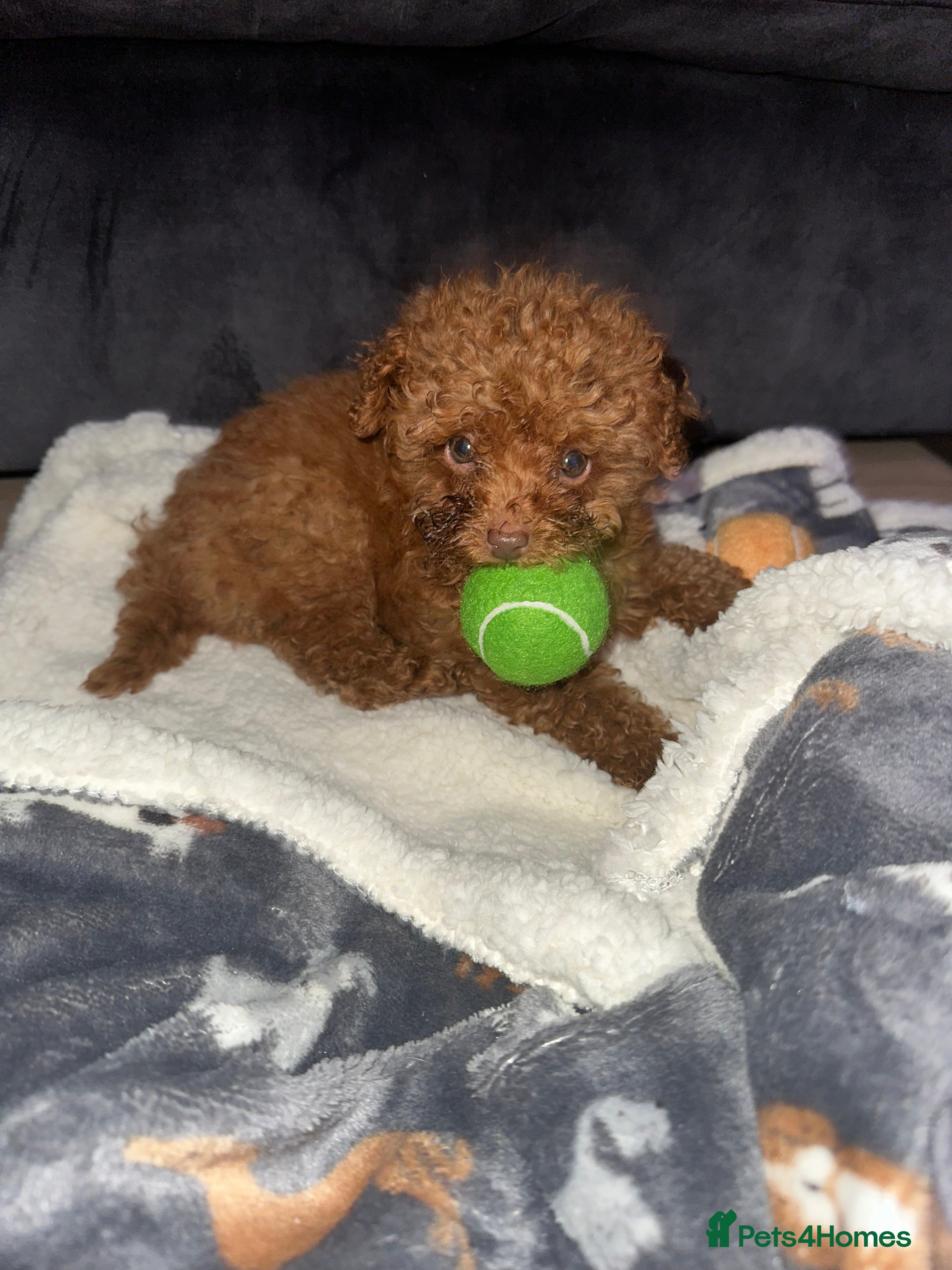 Maltipoo dogs Red Toy maltipoo puppy  - Advert 2