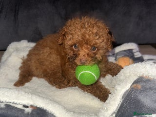 Maltipoo dogs Red Toy maltipoo puppy - Advert 1