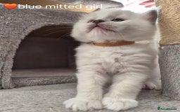 Ragdoll cats for sale: 5 GCCF Pedigree Ragdoll kittens for sale - Image 17