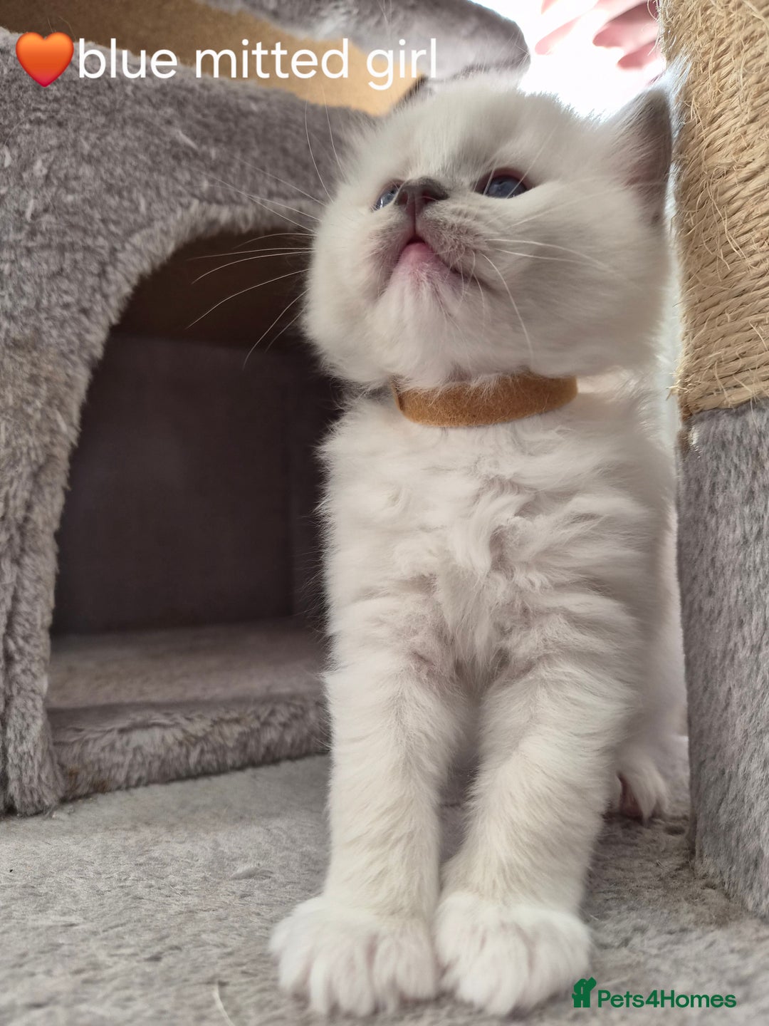 Ragdoll cats for sale: 5 GCCF Pedigree Ragdoll kittens for sale - Image 17
