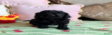 Cavapoo 4