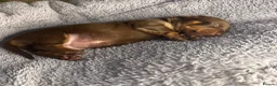 Miniature Dachshund dogs for sale: Miniature Dachshund KC Reg Puppies - Advert 13