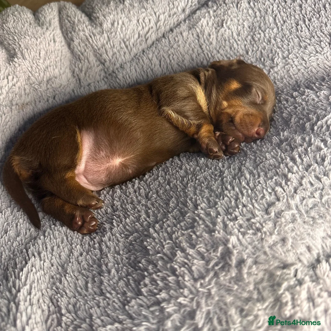 Miniature Dachshund dogs for sale: Miniature Dachshund KC Reg Puppies - Advert 13