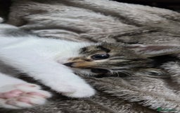 Mixed Breed cats for sale: Friendly playful kittens ready to find thier new  - Image 1