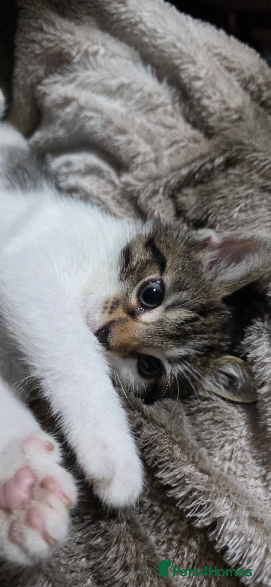 Mixed Breed cats for sale: Friendly playful kittens ready to find thier new  - Image 1