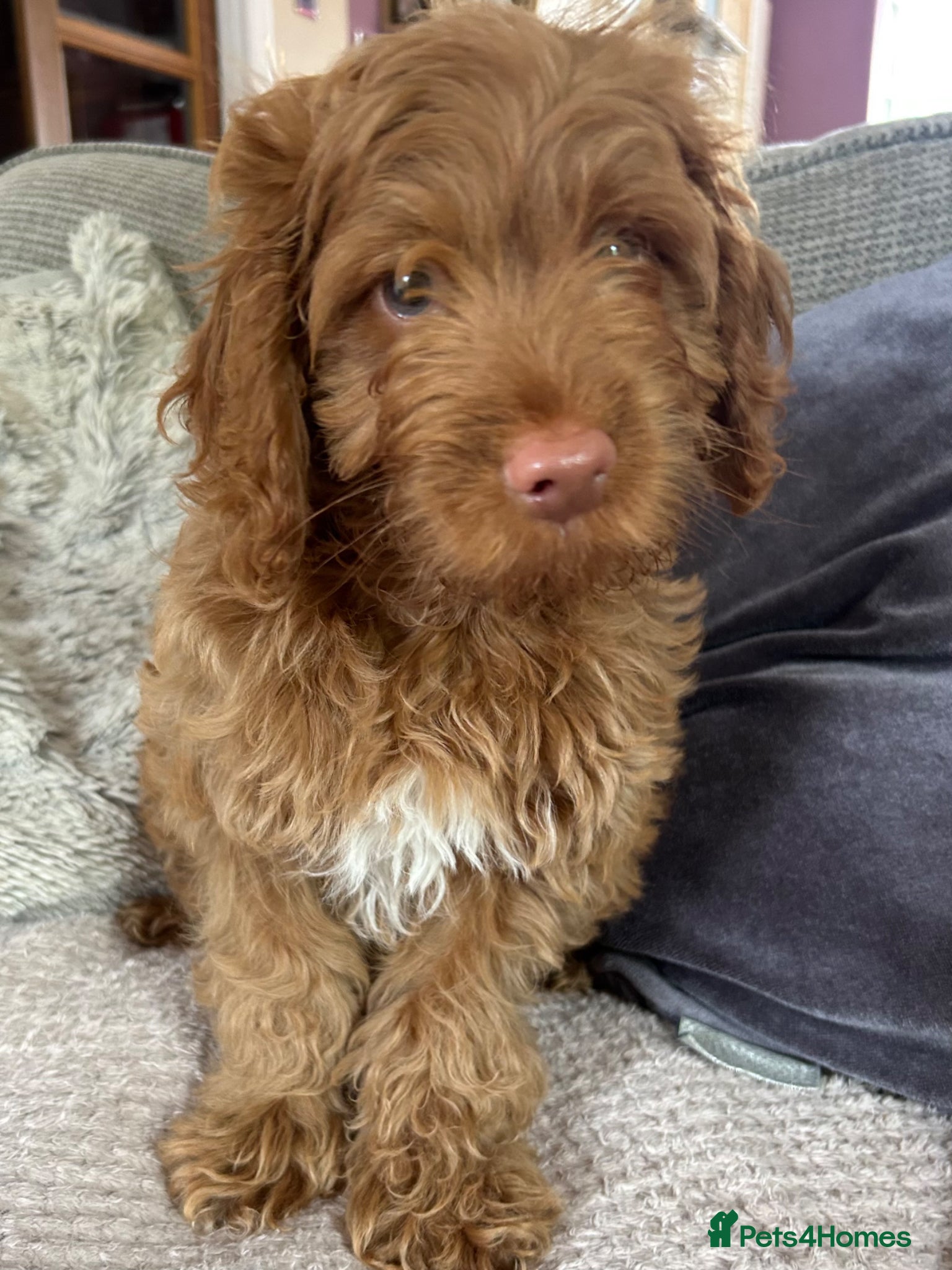 Cockapoo dogs Cockapoo puppies for sale  - Advert 10