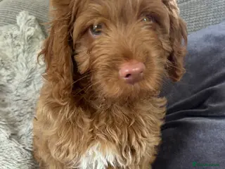 Cockapoo dogs Cockapoo puppies for sale - Advert 10