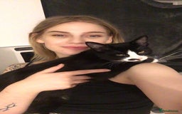 Domestic Shorthair cats for sale: Mum and two kittens 🩷 - Image 7
