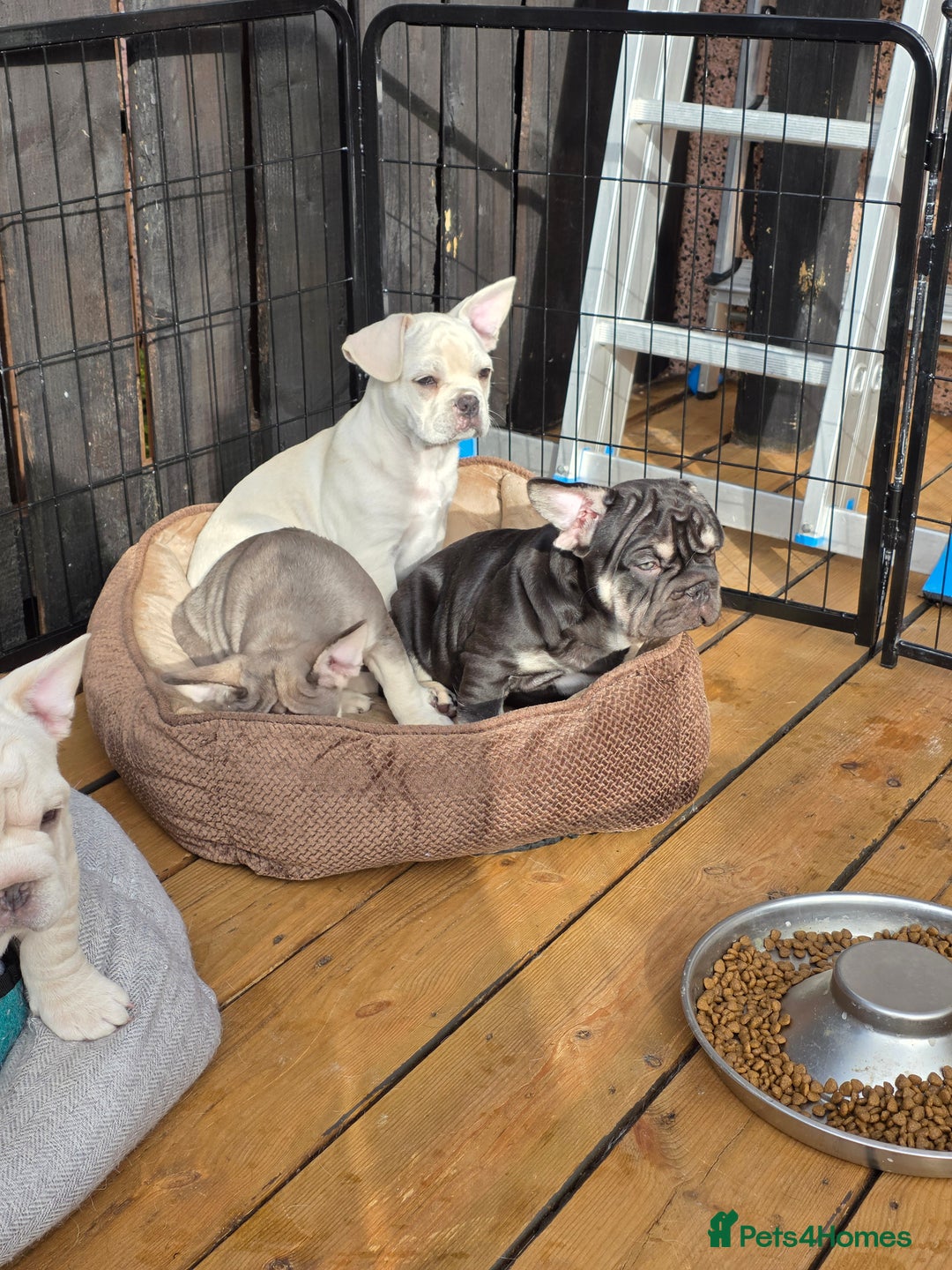 French Bulldog dogs for sale: Boo litter - Image 11