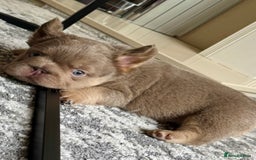 French Bulldog dogs for sale: Fluffy ** frenchies  - Image 27