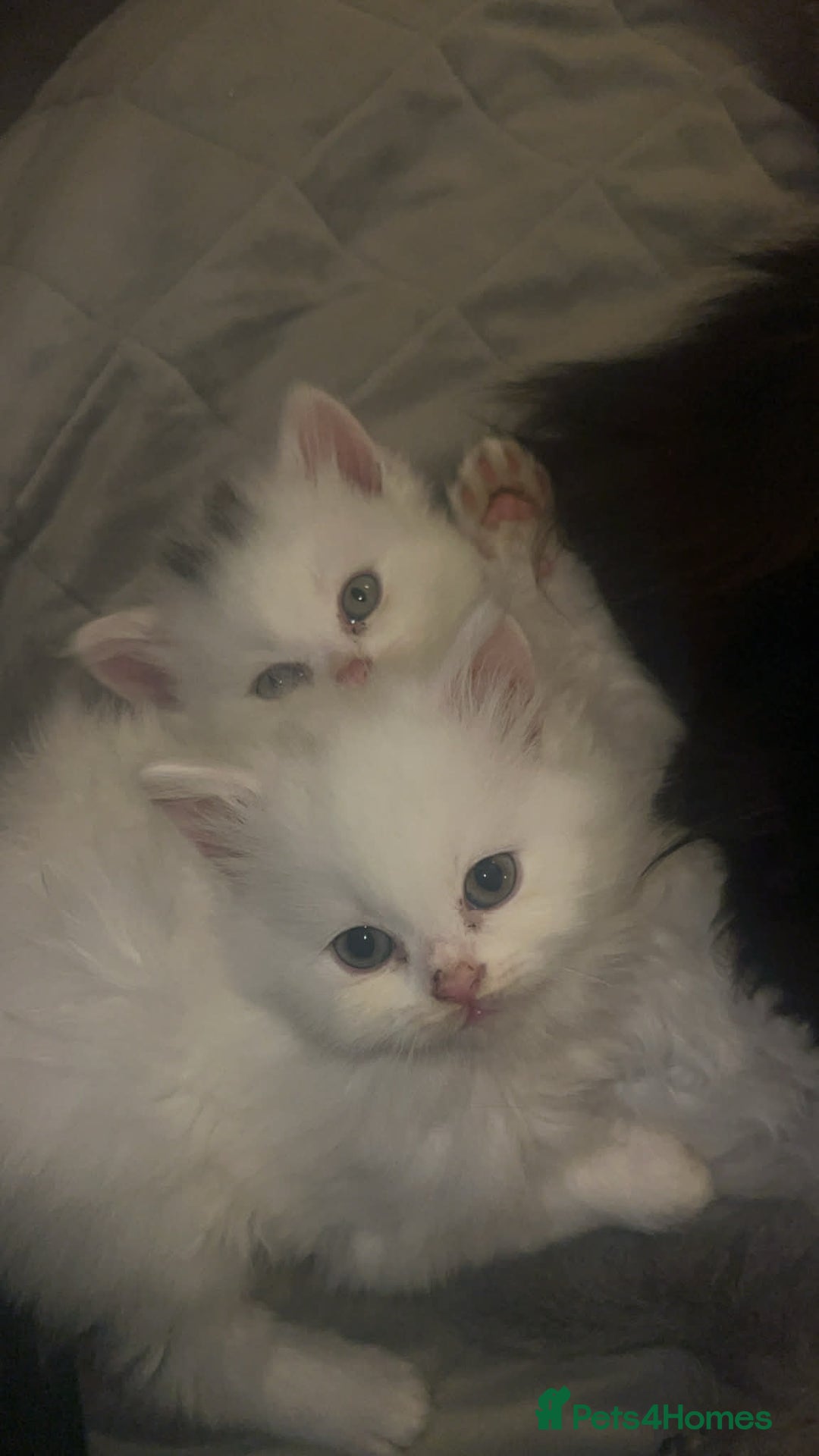 British Longhair cats for sale: BLH and BSH - Advert 7