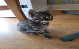 Mixed Breed cats for sale: 4 flufball looking for new home - Image 6