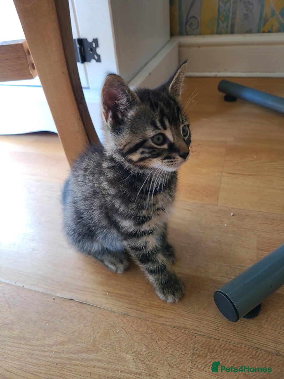 Mixed Breed cats for sale: 4 flufball looking for new home - Image 6