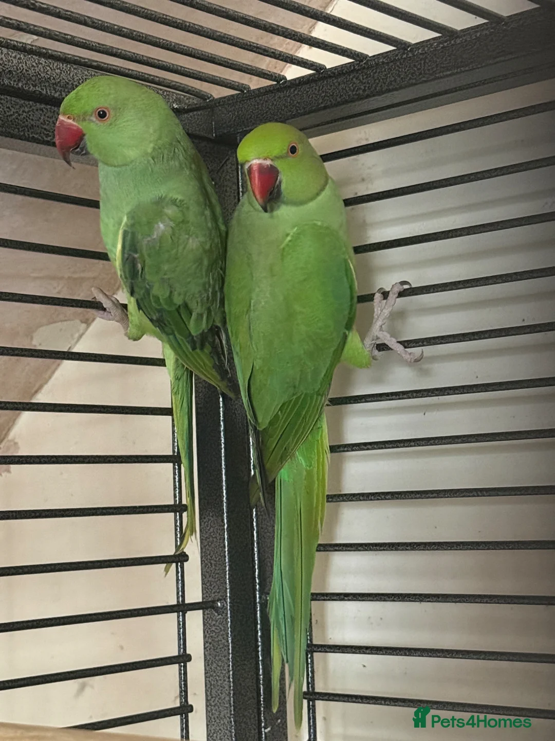 Ringnecks birds for sale: Indian ringnecks for sale  - Advert 2