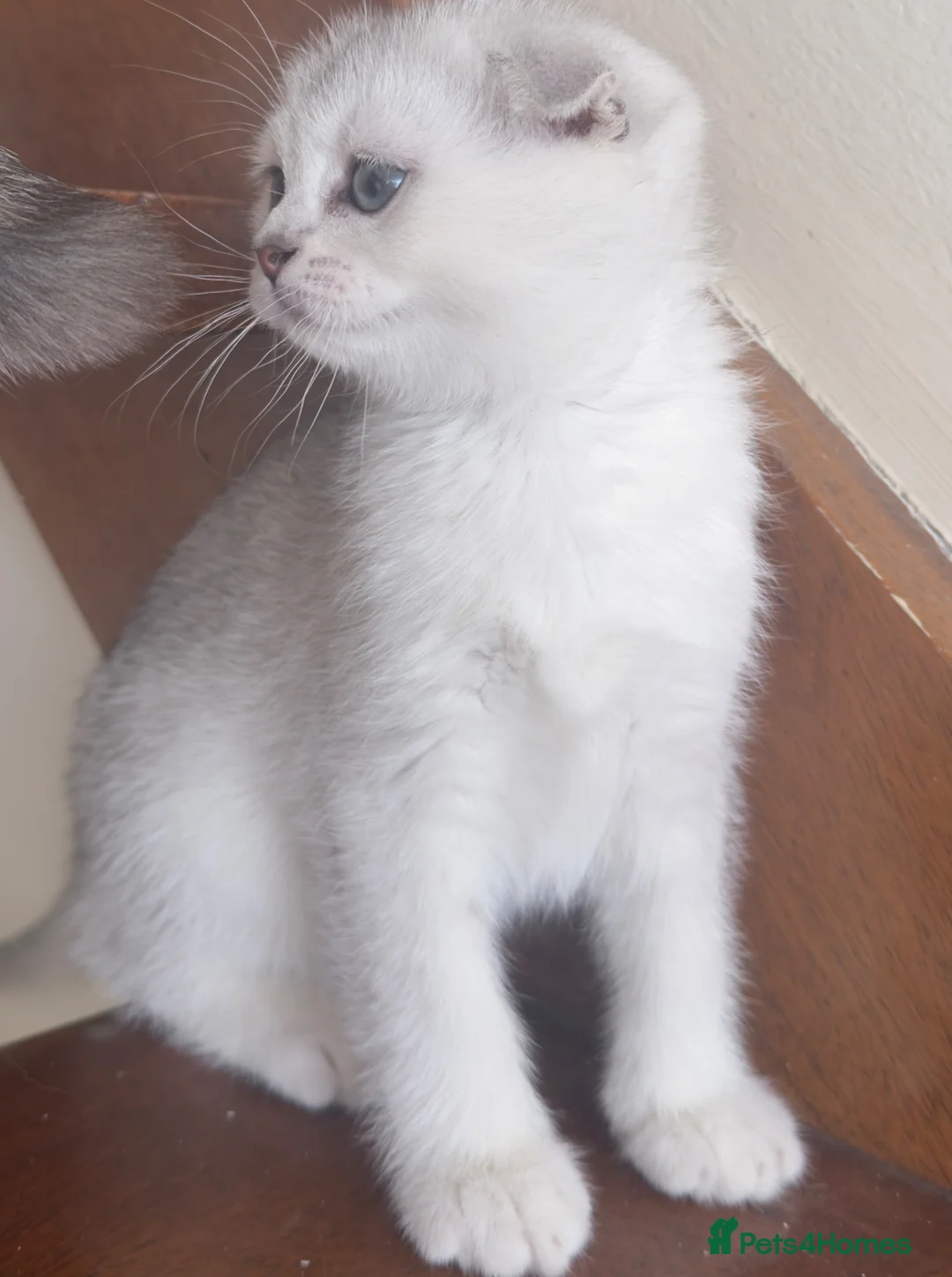 Scottish Fold cats for sale: Adorable Scottish fold kittens  - Advert 2