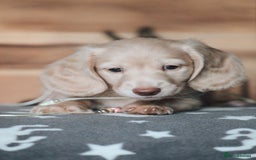 Miniature Dachshund dogs for sale: CREAM MINIATURE DACHSHUNDS CHAMPION PEDIGREE  - Image 21