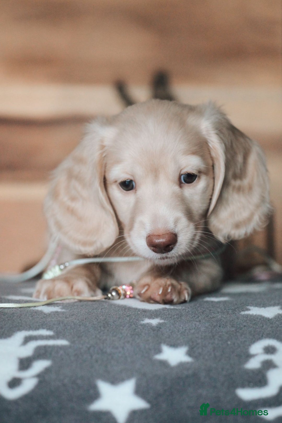 Miniature Dachshund dogs for sale: CREAM MINIATURE DACHSHUNDS CHAMPION PEDIGREE  - Image 21