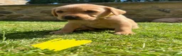 Labrador Retriever dogs for sale: Beautiful Fox Red Labrador Retriever Puppies  in Bishop Auckland - Advert 7