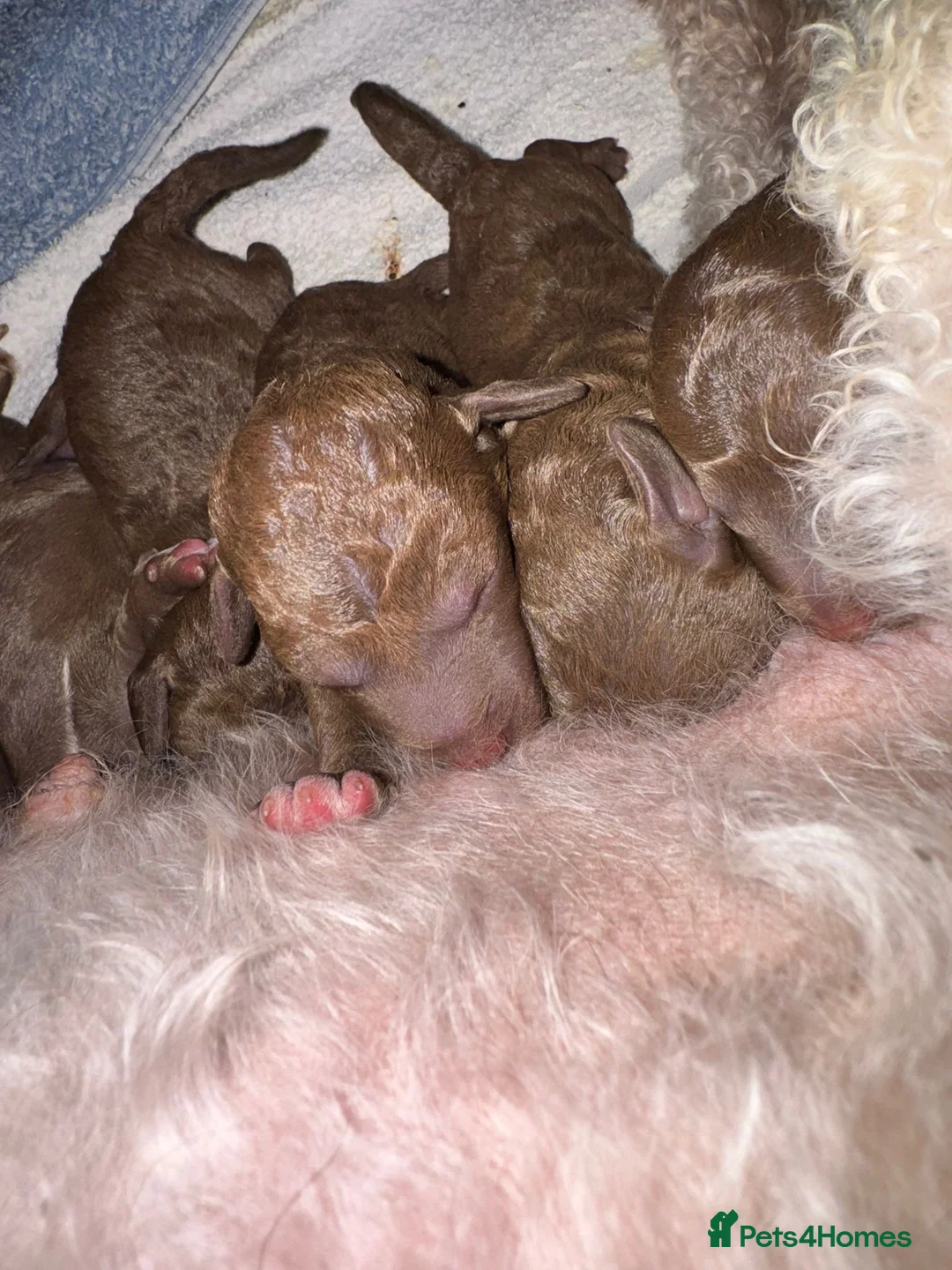 Bedlington Terrier dogs for sale: Liver Pedigree Bedlington Terrier Puppies - Advert 3