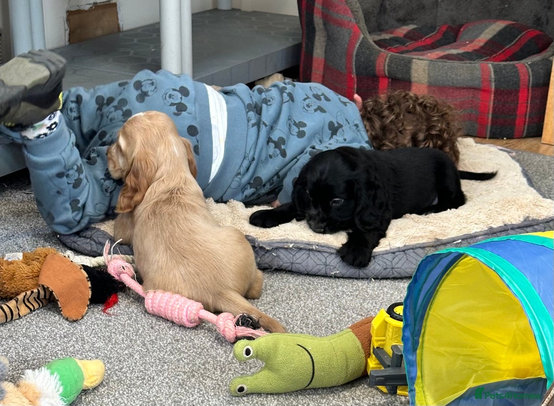 Cocker Spaniel dogs for sale: Handsome cocker spaniel boys - Image 14