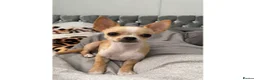 Chihuahua dogs for stud: **PROVEN STUD** ** Chihuahua in Pudsey - Advert 2