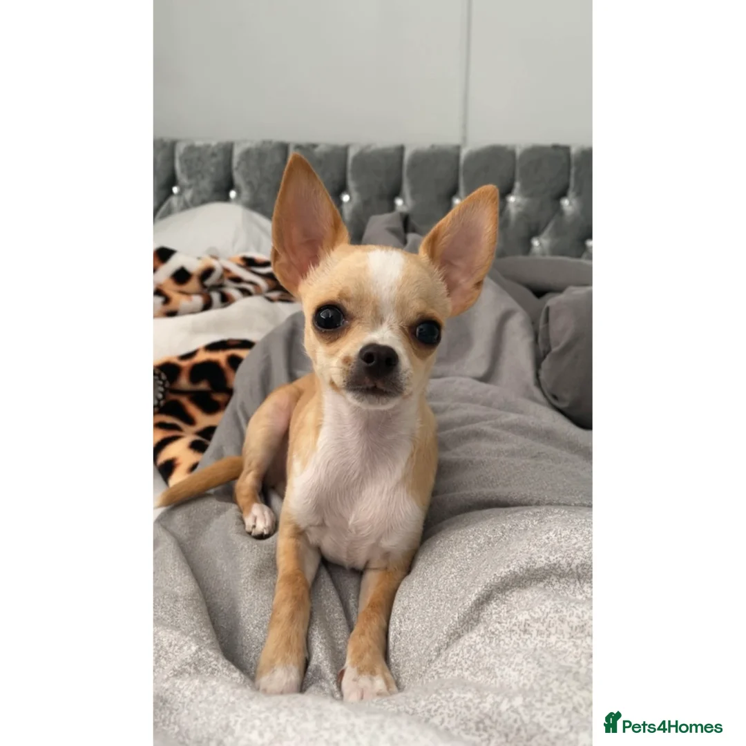 Chihuahua dogs for stud: **PROVEN STUD** ** Chihuahua in Pudsey - Advert 2