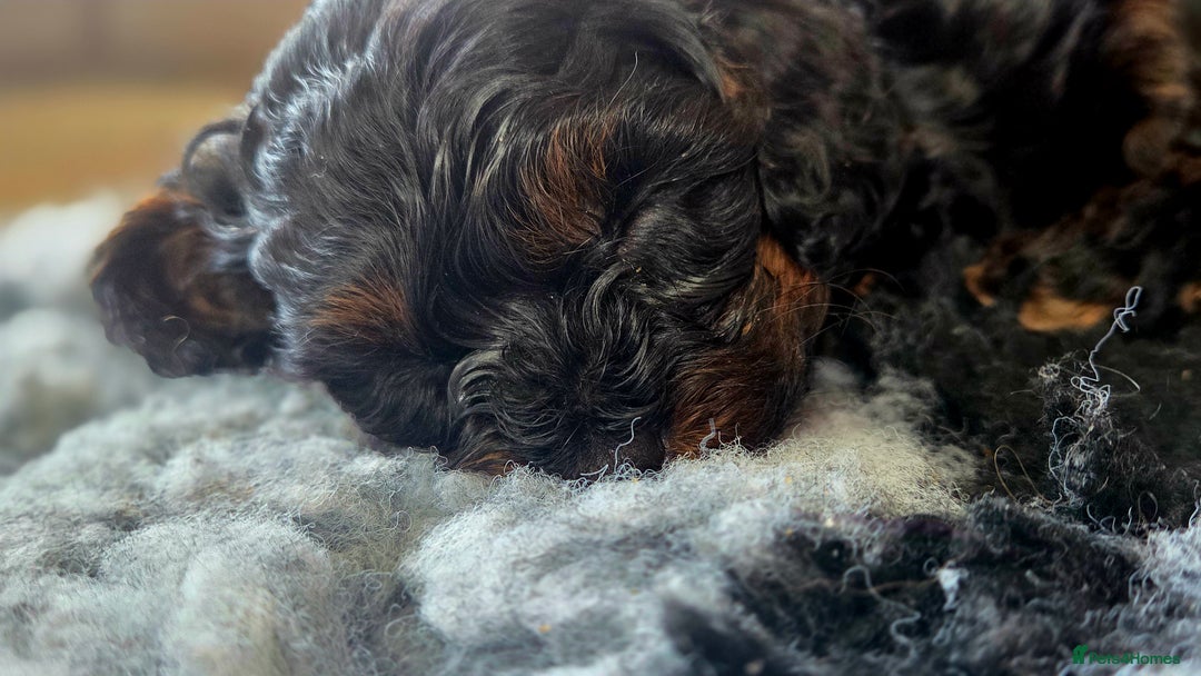 Cavapoo dogs for sale: Beautiful phantom F1B cavapoos - Image 2