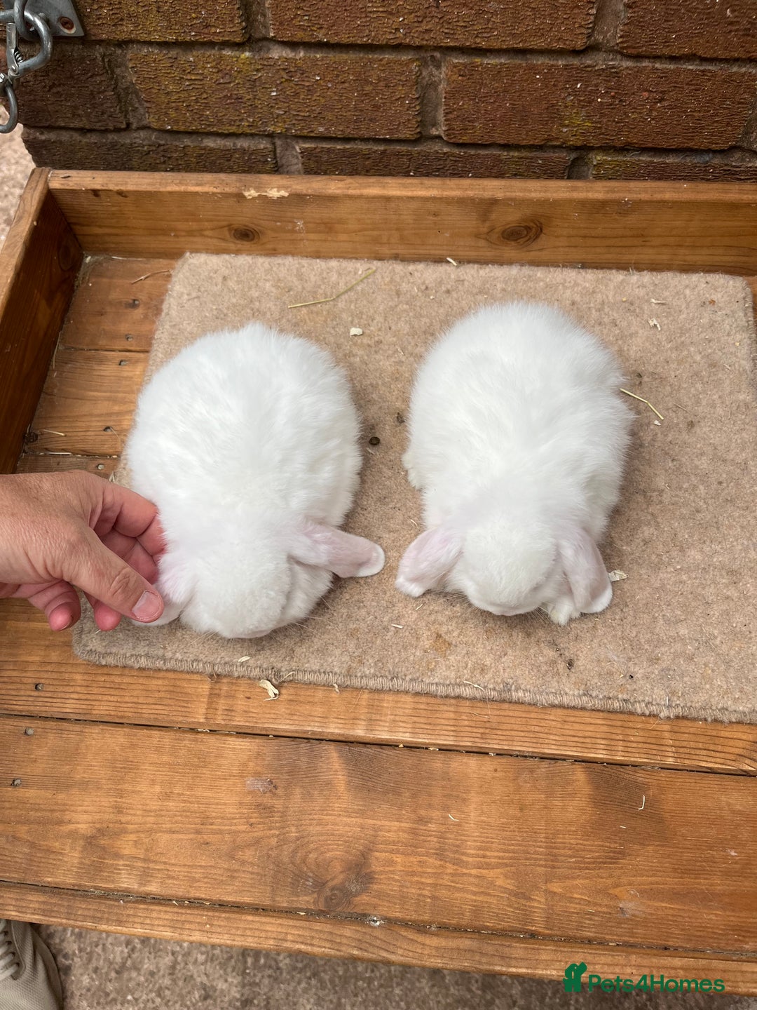 Mini Lop rabbits for sale: 2 REW mini lop does - Image 3