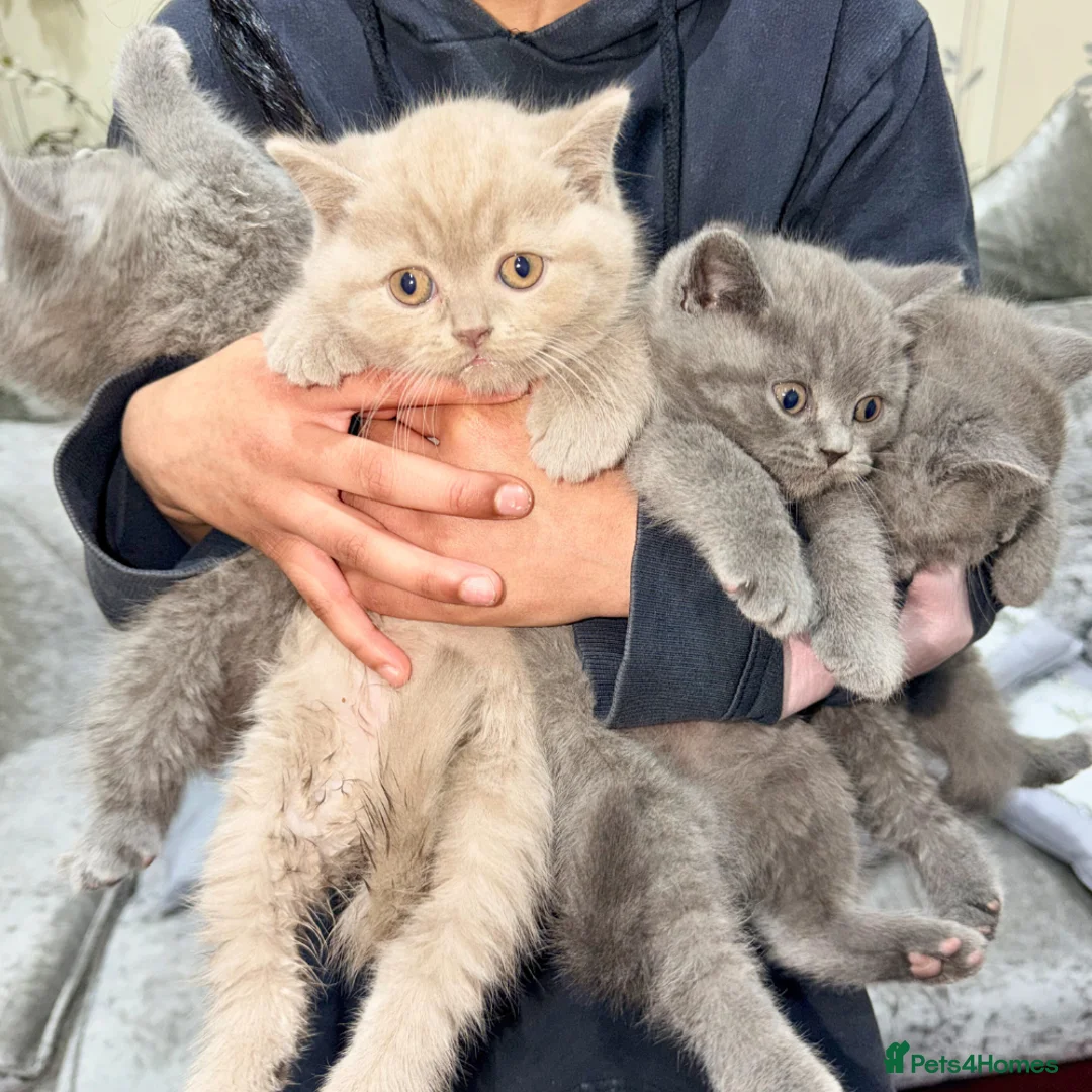 British Shorthair cats for sale: gorgeous British Shorthair kittens - Advert 2