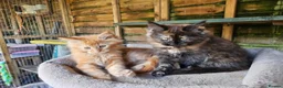 Maine Coon cats for sale: Maine Coon babies  - Advert 6