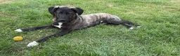 Mixed Breed dogs for adoption: Meet Knight,currently residing in Essex in Romford - Advert 5