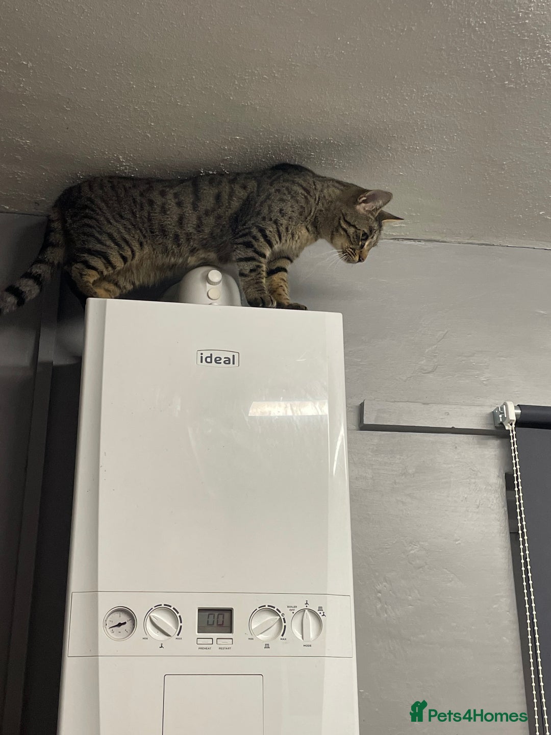 Savannah cats for sale: Tobias  - Advert 3