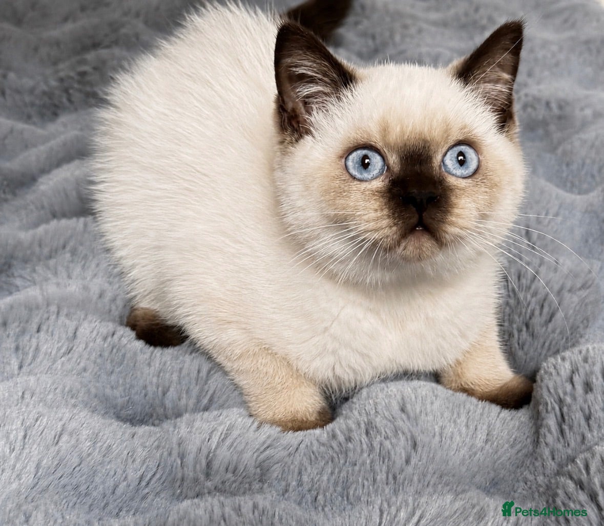 British Shorthair cats British shorthair kittens ready to leave. - Advert 2