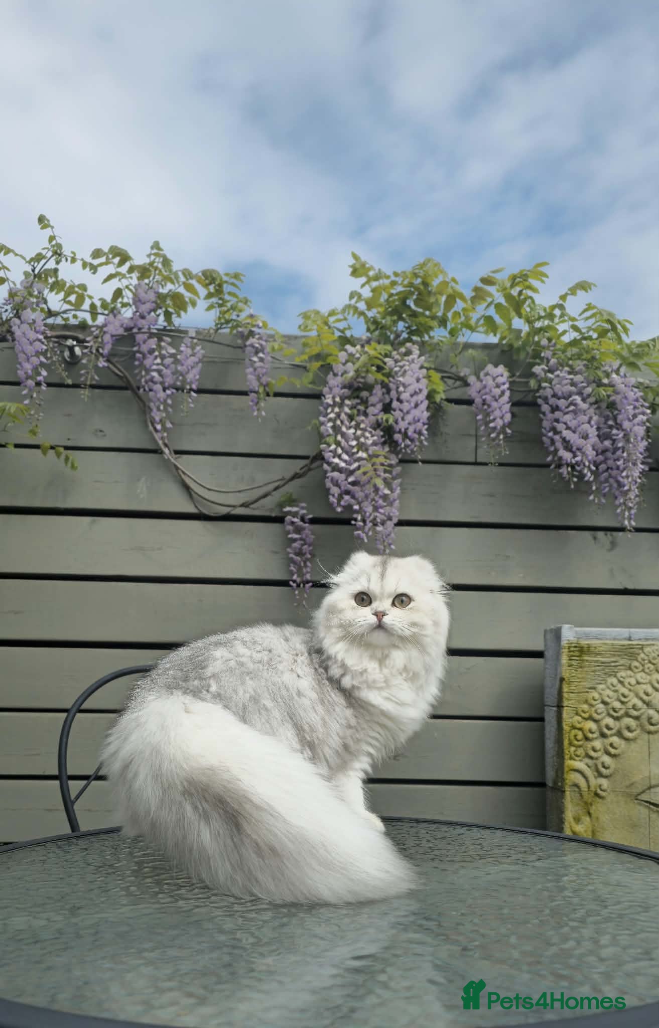 Scottish Fold cats Scottish Fold PURE BREED TOP QUALITY - Advert 2