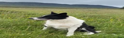 Border Collie dogs for sale: Failed sheepdog looking for a loving home - Advert 2