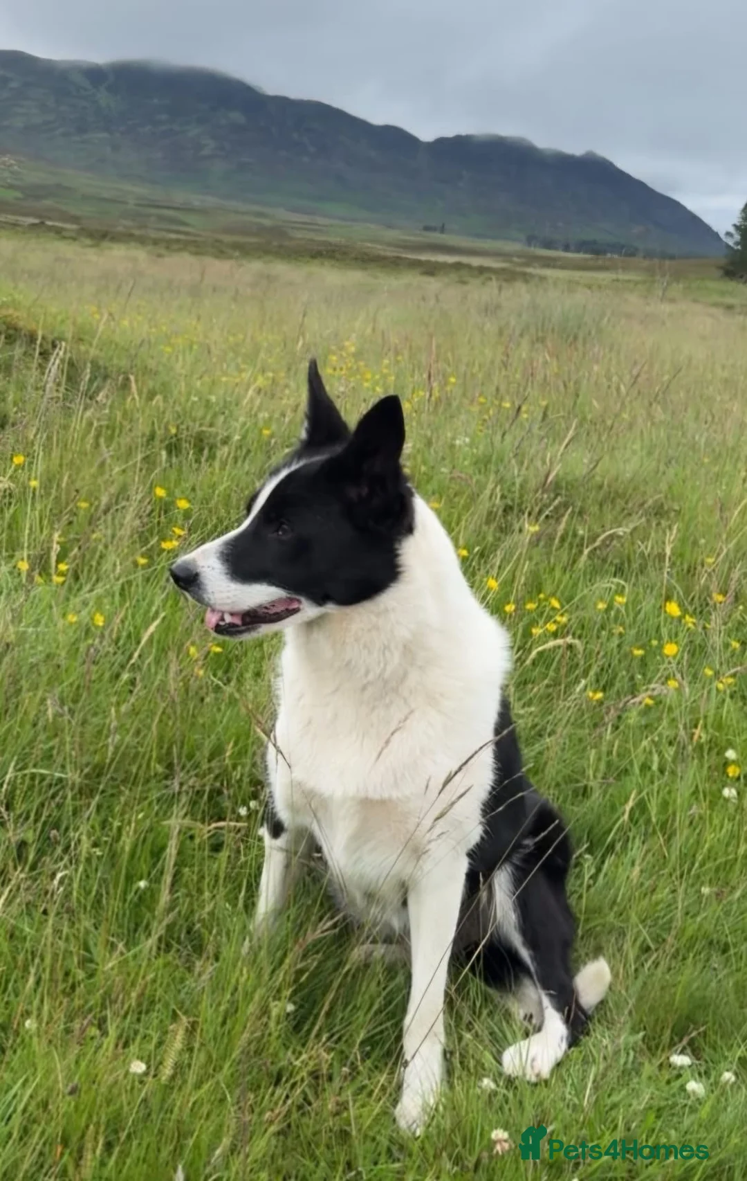 Border Collie dogs for sale: Failed sheepdog looking for a loving home - Advert 2